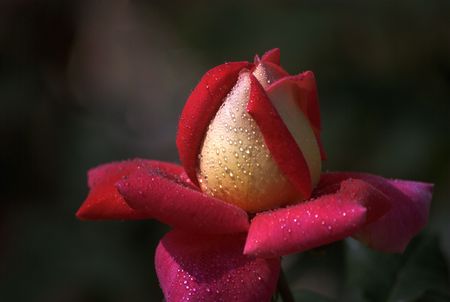 Garden Flower Show.Roseの写真素材