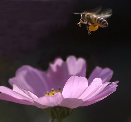 Garden FLower Show.Beeの写真素材
