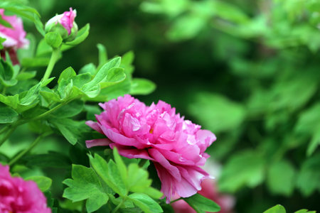 Peonyの写真素材