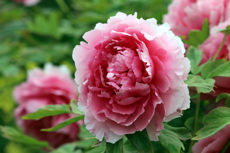 Peonyの写真素材