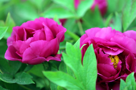 Peonyの写真素材