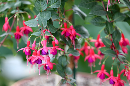 Fuchsia