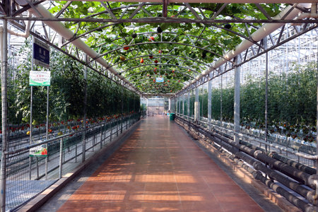 Green houseのeditorial素材