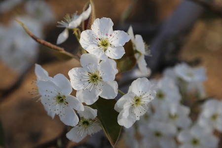 white flowersの写真素材