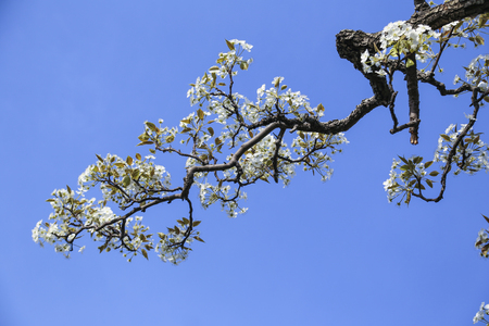 white flowersの写真素材