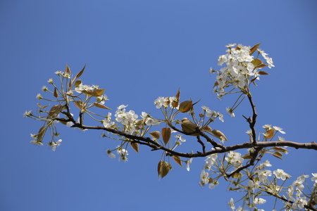 white flowersの写真素材