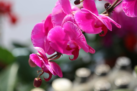 Phalaenopsisの写真素材