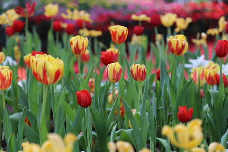 Tulipの写真素材