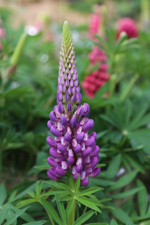 Lupinの写真素材