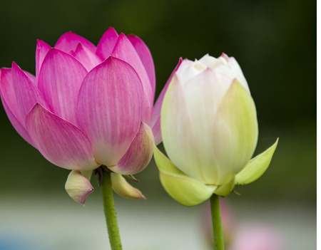 Lotus with white borderの写真素材