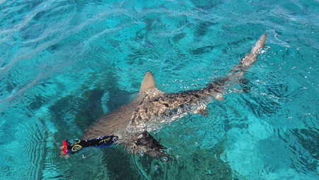 Sharkの写真素材