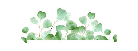 Watercolor banner with eucalyptus leaves. Floral horizontal frame illustration with green leaf and plantの写真素材