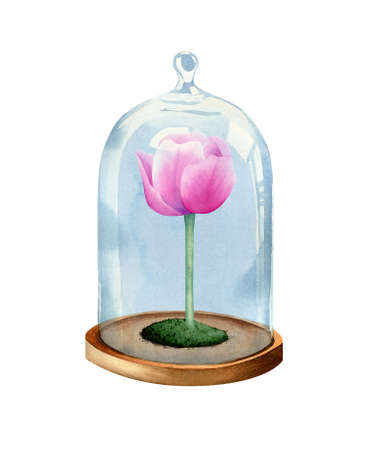 Tulip flower under the glass bell. Watercolor botanical illustration for posters, invitations, cardsの写真素材