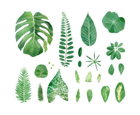 Tropical leaves set. Watercolor botanical illustration with green leaves of protea, palm, banana, acacia, monstera leaf, green tropics palm leavesの写真素材