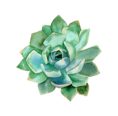 Succulent illustration. Watercolor botanical illustration with green and blue succulent plantの写真素材