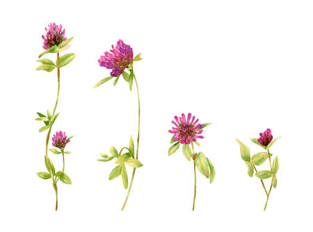 Watercolor clover flowers collection. Botanical illustration with wildflower, stem, leaves for invitations, wedding decor, souvenirs, greeting cards designの写真素材