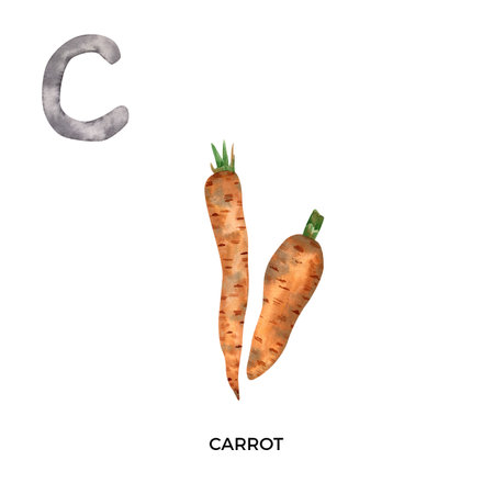 Watercolor letter C with carrot illustration. English ABC, alphabet with vegetable illustrationの写真素材