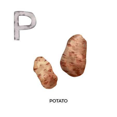 Watercolor letter P with potato illustration. English ABC, alphabet with brown root potato vegetable illustrationの写真素材