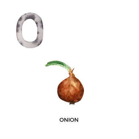Watercolor letter O with onion illustration. English ABC, alphabet with gold and brown onion flavoring vegetable illustrationの写真素材