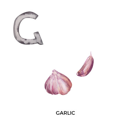 Watercolor letter G with garlic illustration. English ABC, alphabet with garlic clove flavoring vegetable illustrationの写真素材