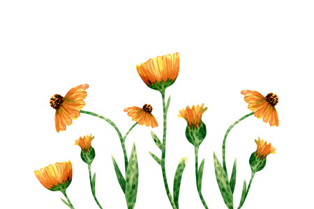 Floral background with calendula flowers. Horizontal frame with yellow and orange wildflowers and green leaves for greeting cards design, textile decorの写真素材