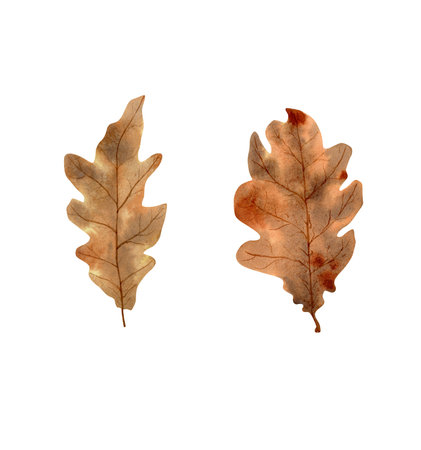 Watercolor oak leaves collection. Botanical illustration with brown and orange autumn leaf for scrapbooking, decor, textile designの写真素材
