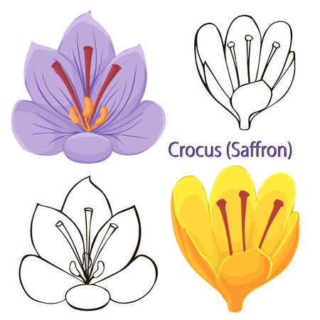 saffron flowers  contours of flowers on a white のイラスト素材