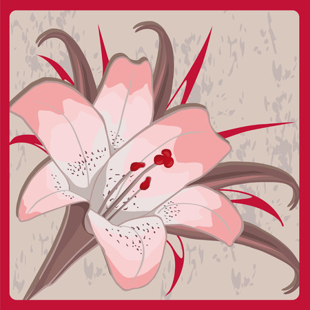 pink lily on a gray background in frame.のイラスト素材