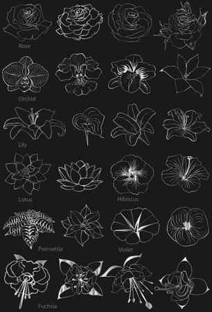 Flowers Collection. Silver silhouettes on a black background.のイラスト素材