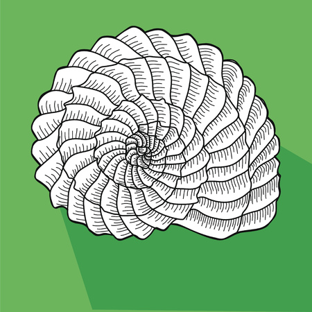 2. Sea shell. Line work. Whiteshell snail on a green background.のイラスト素材