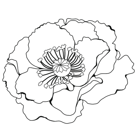 Poppy blossoms. Coloring book. Stock illustration. Isolated image on white background.のイラスト素材