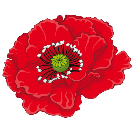 Red poppy blossoms. Stock illustration. Isolated image on white background. The symbol of memory.のイラスト素材