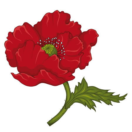 Red poppy blossoms. Stock illustration. Isolated image on white background. The symbol of memory.のイラスト素材