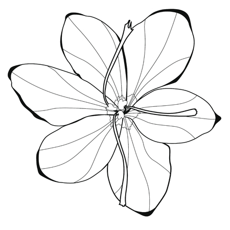 Saffron blossoms. Coloring book. Stock illustration. Isolated image on white background.のイラスト素材
