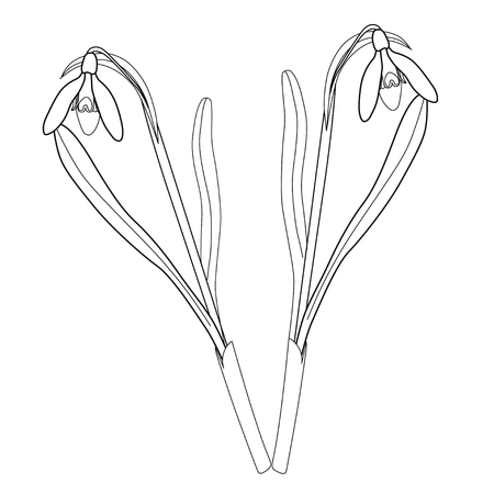 Snowdrop blossoms. Coloring book. Stock illustration. Isolated image on white background.のイラスト素材