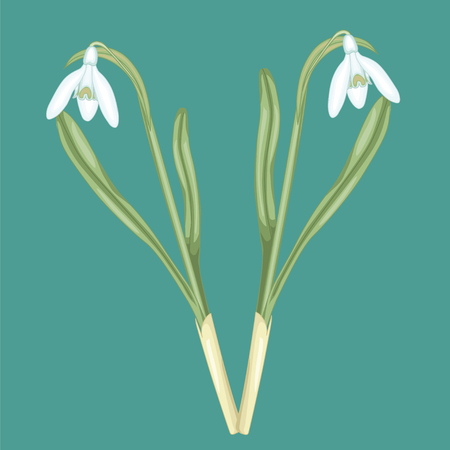 White snowdrop blossoms. Stock illustration. Isolated image on blue background.のイラスト素材
