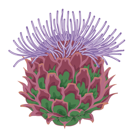 Lilac thistle blossoms. Stock illustration. Isolated image on white background.のイラスト素材