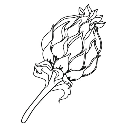 Thistle blossoms. Coloring book. Stock illustration. Isolated image on white background.のイラスト素材