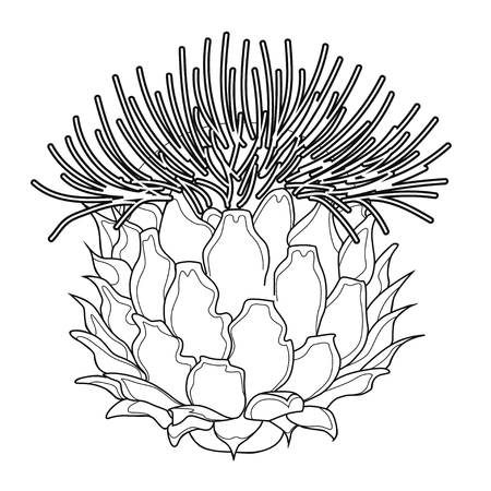 Thistle blossoms. Coloring book. Stock illustration. Isolated image on white background.のイラスト素材