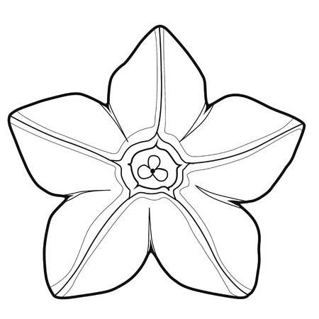 Flower Of Fragrant Tobacco. Coloring book. Stock illustration. Isolated image on white background.のイラスト素材