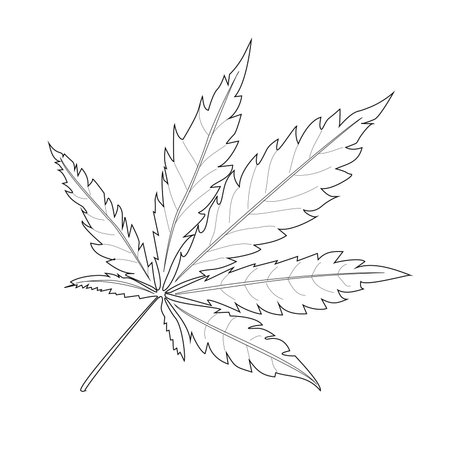 Marijuana leaf. Coloring. Black outline on a white background.のイラスト素材