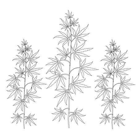 Cannabis plants. Coloring. Black outline on a white background.のイラスト素材
