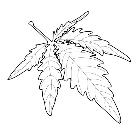 Marijuana leaf. Coloring. Black outline on a white background.のイラスト素材