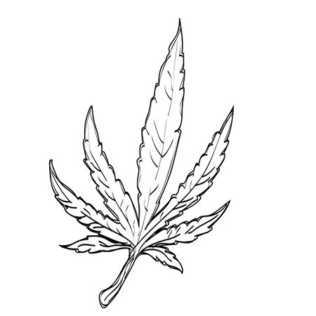 Marijuana leaf. Coloring. Black outline on a white background.のイラスト素材