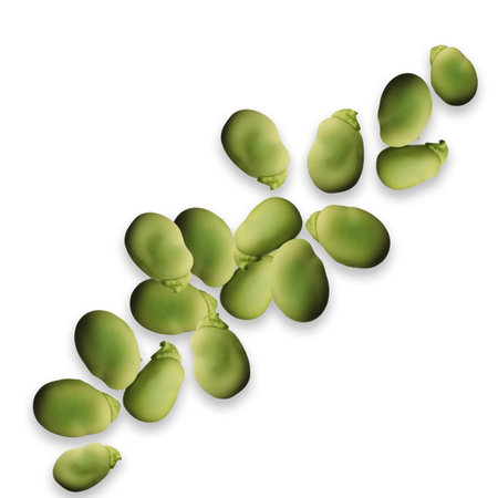 Wave of green beans on a white background. Isolated image on a green background.の写真素材
