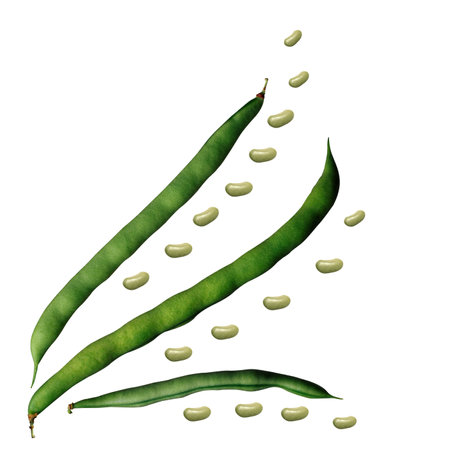 Green string beans with peas. Isolated image on a green background.の写真素材
