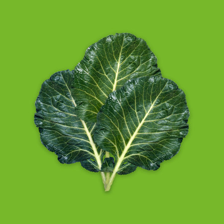 Dark green lettuce leaves on a green background. Nobody.の写真素材