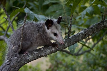 Opossum sitting on a branch.の写真素材