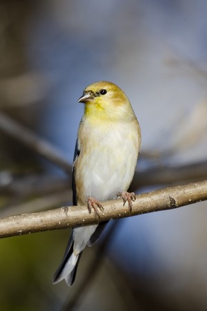Goldfinch perched on a branch.の写真素材