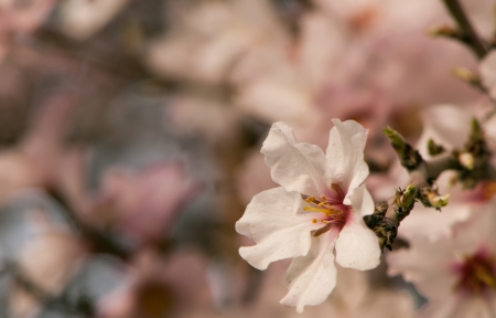 flowering apricot  close-upの写真素材